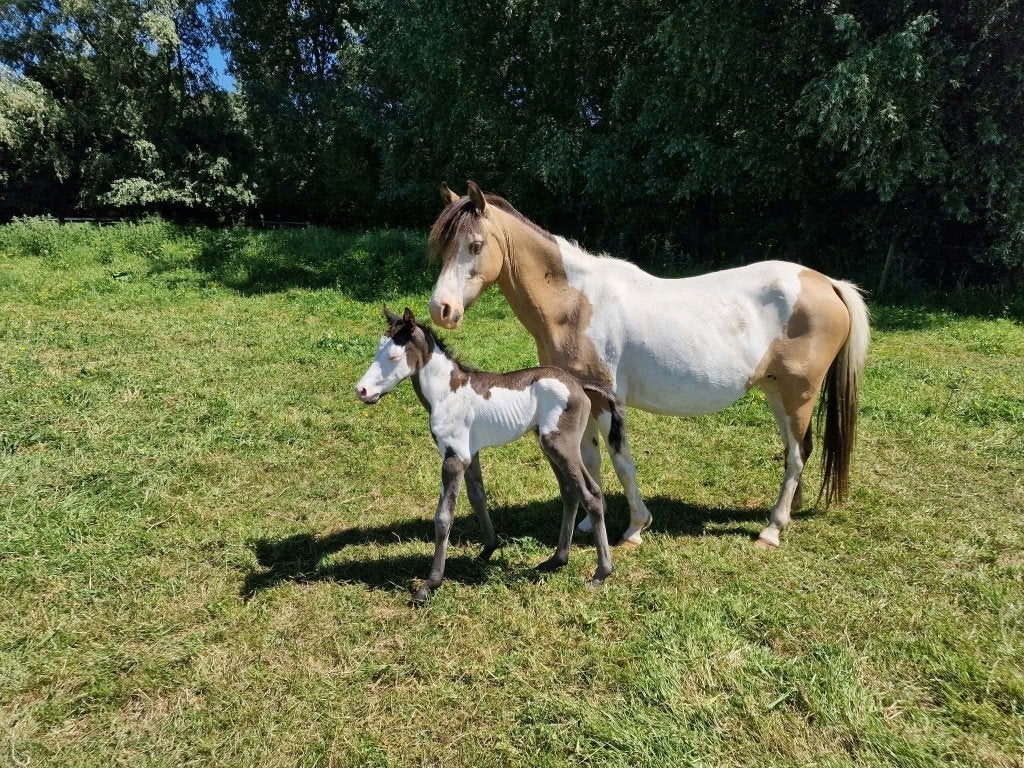 Twee speciale veulens, Jument