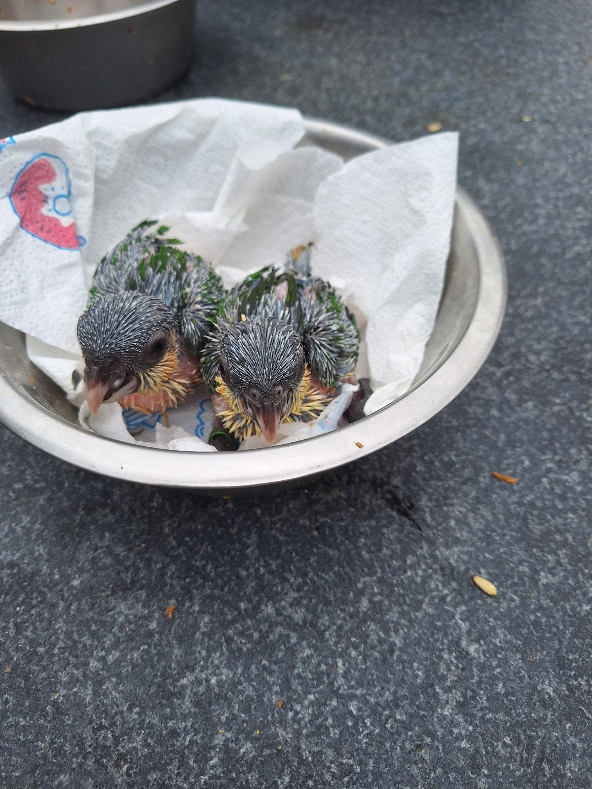 jonge zwartkop caique te koop, Dieren en Toebehoren, Geslacht onbekend, Papegaai, Tam