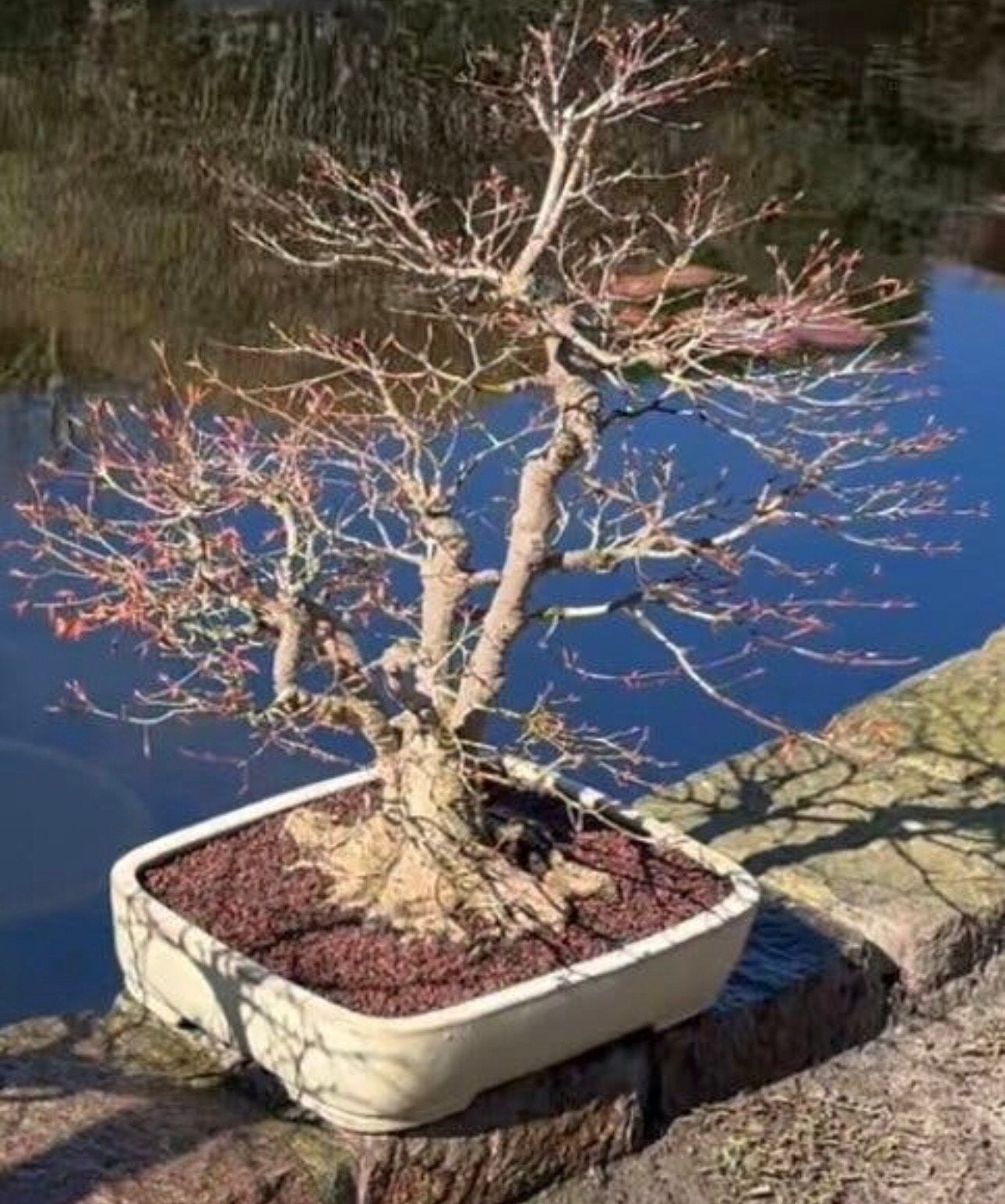 Acer palmatum bonsai, Tuin en Terras, Ophalen
