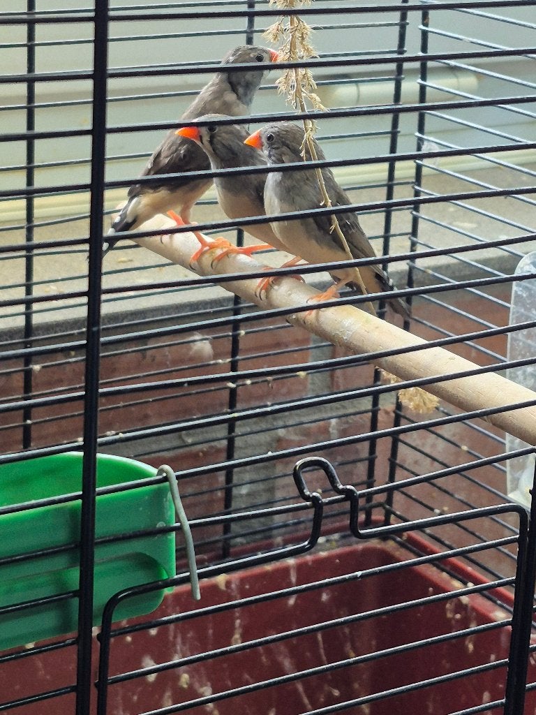 Vogels