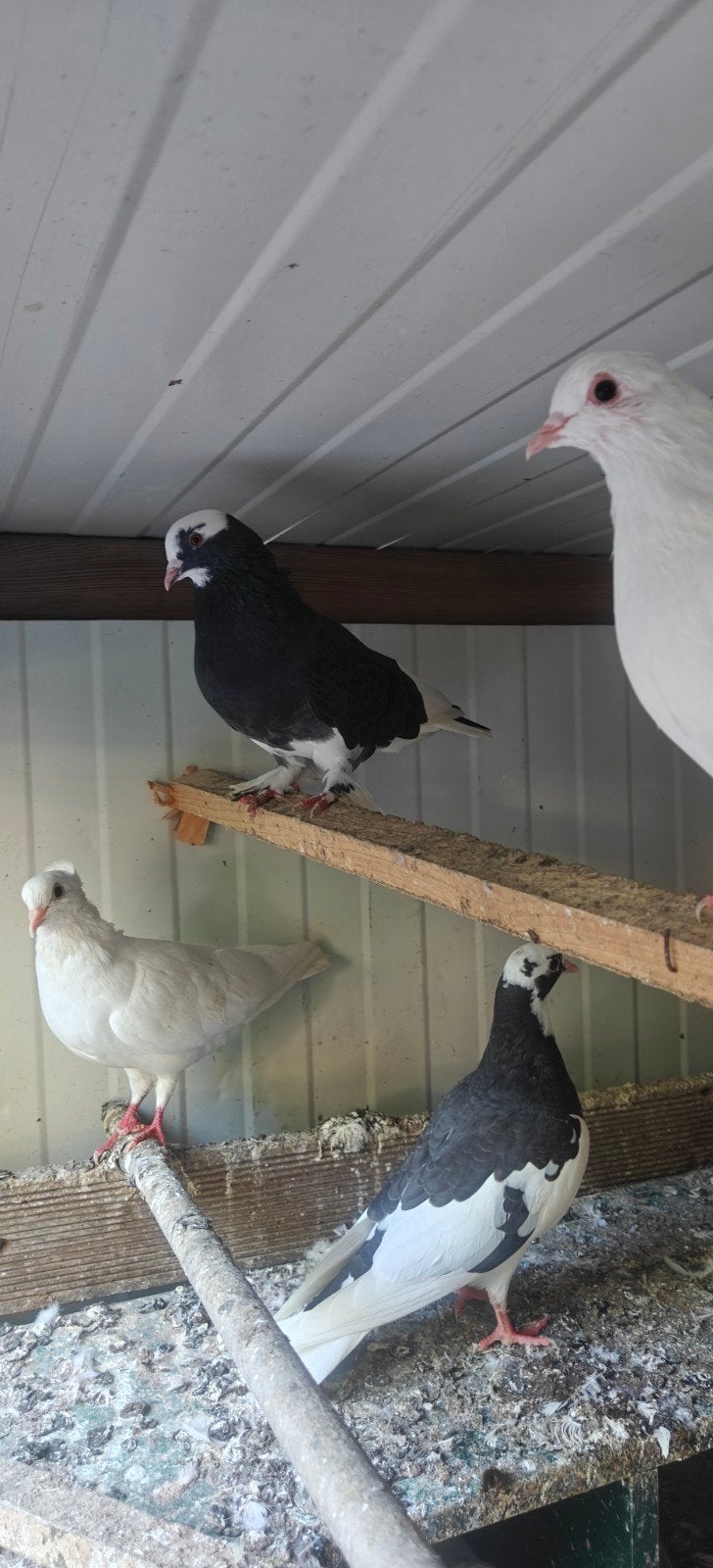 spiecal  duif vogels, Dieren en Toebehoren
