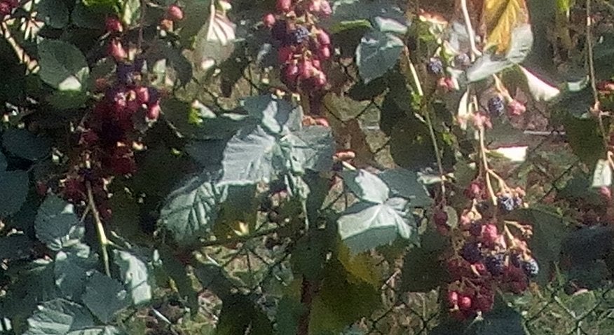 Doornloze bramenstruik, Tuin en Terras, Ophalen, Overige soorten, Struik, 100 tot 250 cm