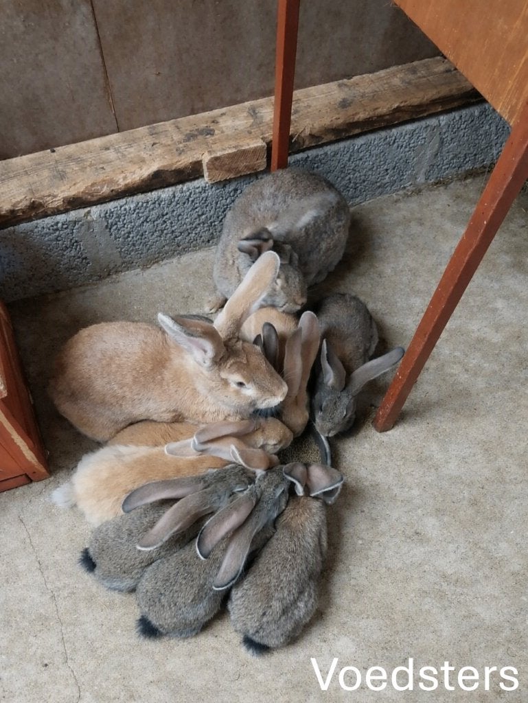 konijnen, Dieren en Toebehoren, Konijnen, Meerdere dieren, Groot, 0 tot 2 jaar
