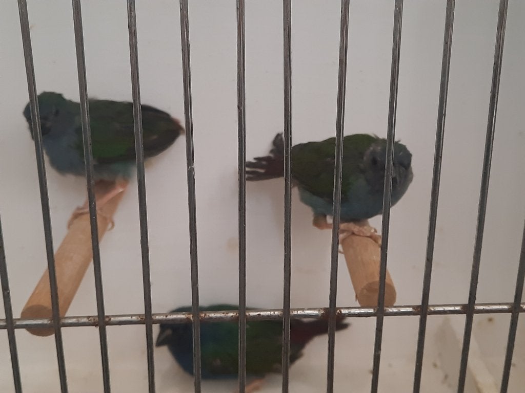 Forbes, Meerdere dieren, Tropenvogel, Geringd