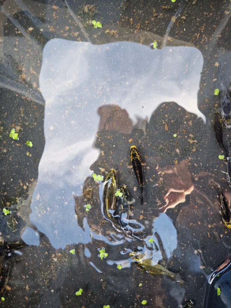 Jonge koi's te koop