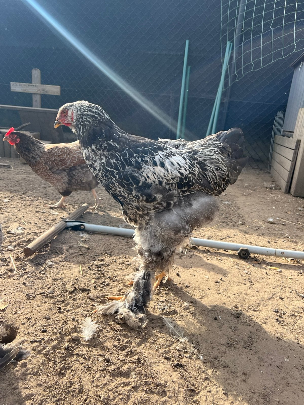 Jonge brahma hanen, Dieren en Toebehoren, Pluimvee