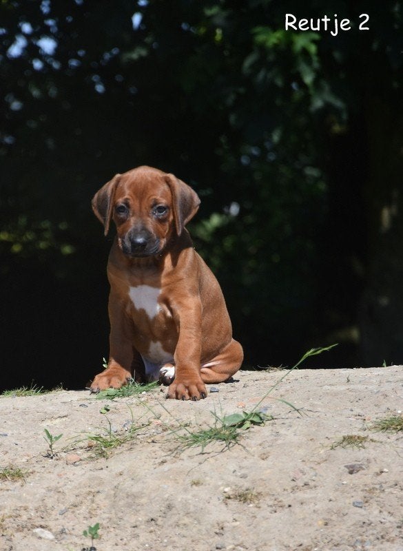 Prachtige Rhodesian Ridgeback pupjes, Parvo, België, Overige rassen, 8 tot 15 weken
