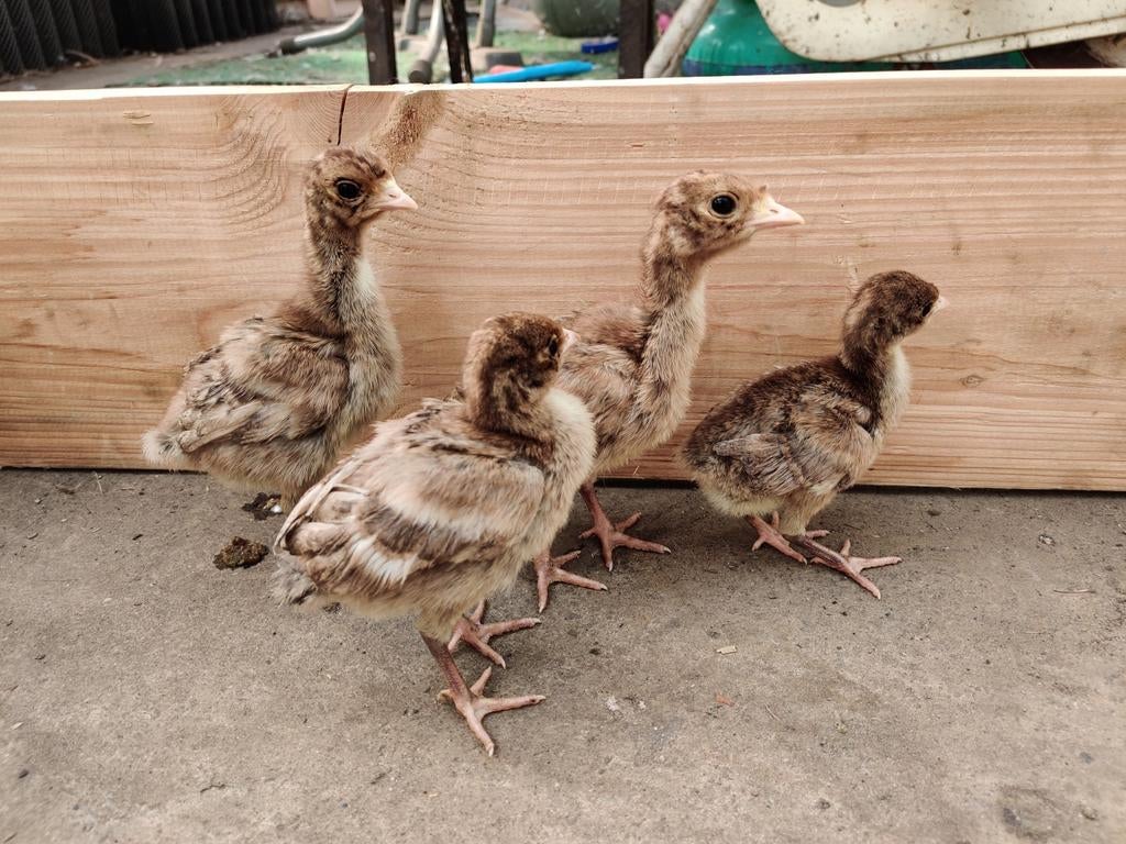 Rode Ardenner kalkoen kuikens, Dieren en Toebehoren, Geslacht onbekend, Kalkoen