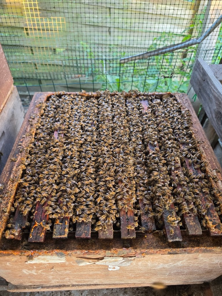 6 bijenvolken Carnica, inclusief volledige kast., Dieren en Toebehoren, Bijen