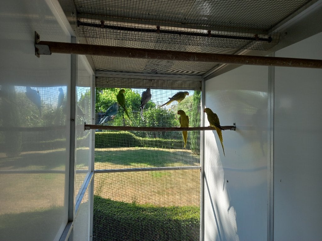 Halsbanden, Geslacht onbekend, Parkiet, Geringd