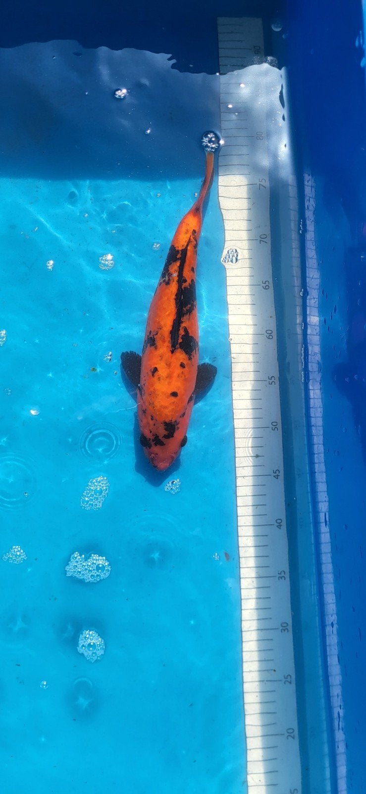 Hi utsuri koi 30 cm, Dieren en Toebehoren, Vissen | Vijvervissen