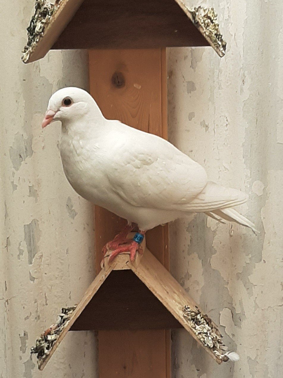 Witte reisduiven, Dieren en Toebehoren, Vogels | Duiven, Meerdere dieren, Postduif