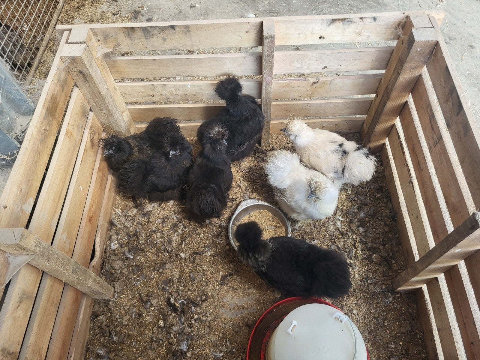 poules silkfowl, Femelle, Poule ou poulet