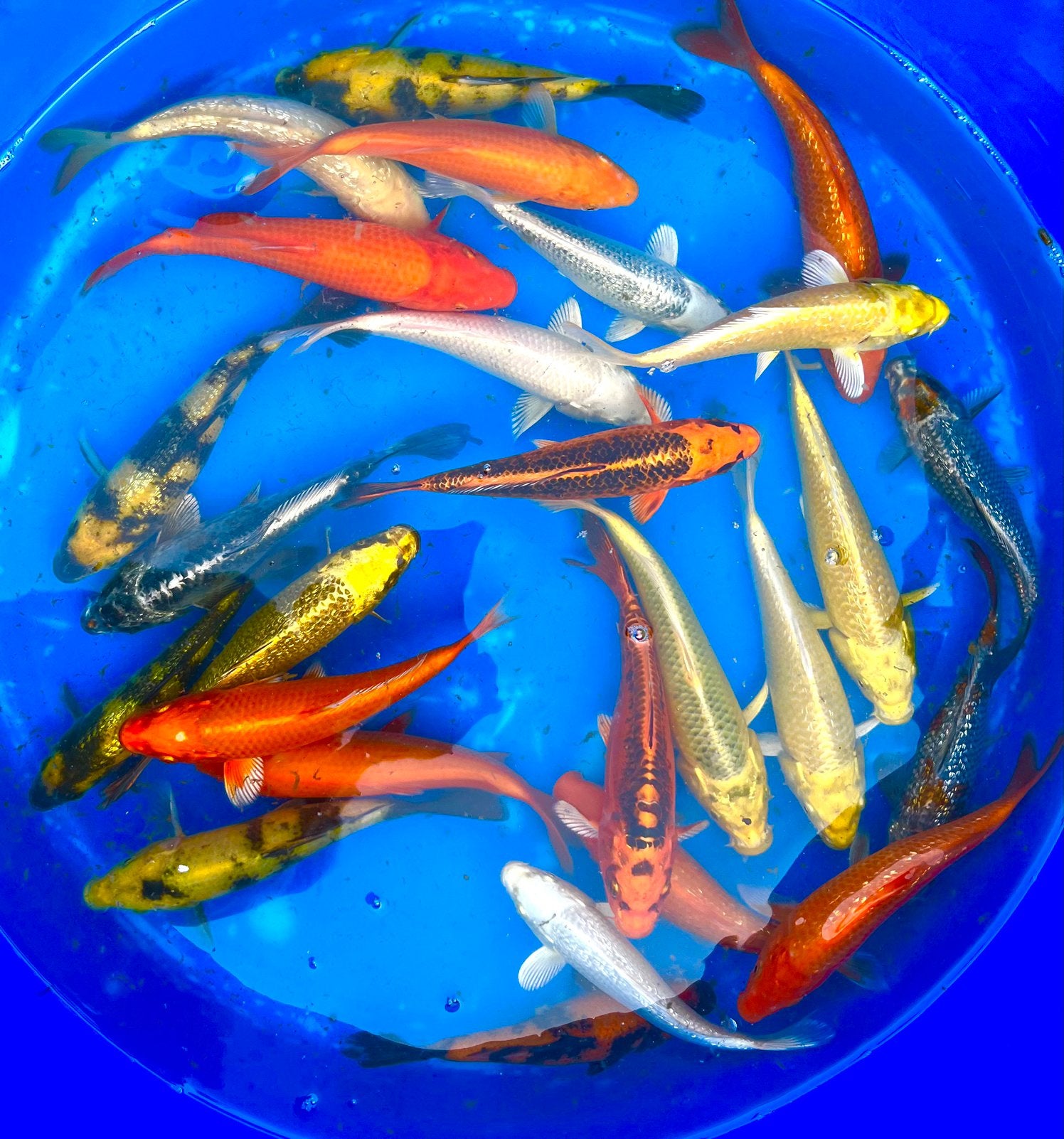 HQ Maruhiro Specials mix en Benigoi gewoon en Ginrin, Dieren en Toebehoren, Karper of Koi