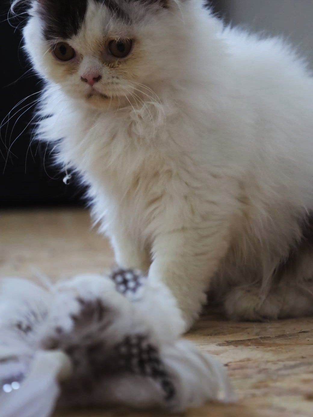 Brits langhaar kater, Dieren en Toebehoren, Kater, Met stamboom, 0 tot 2 jaar
