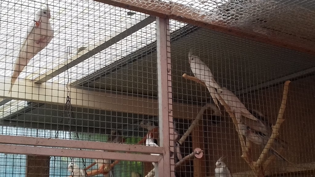 valkparkieten, Dieren en Toebehoren