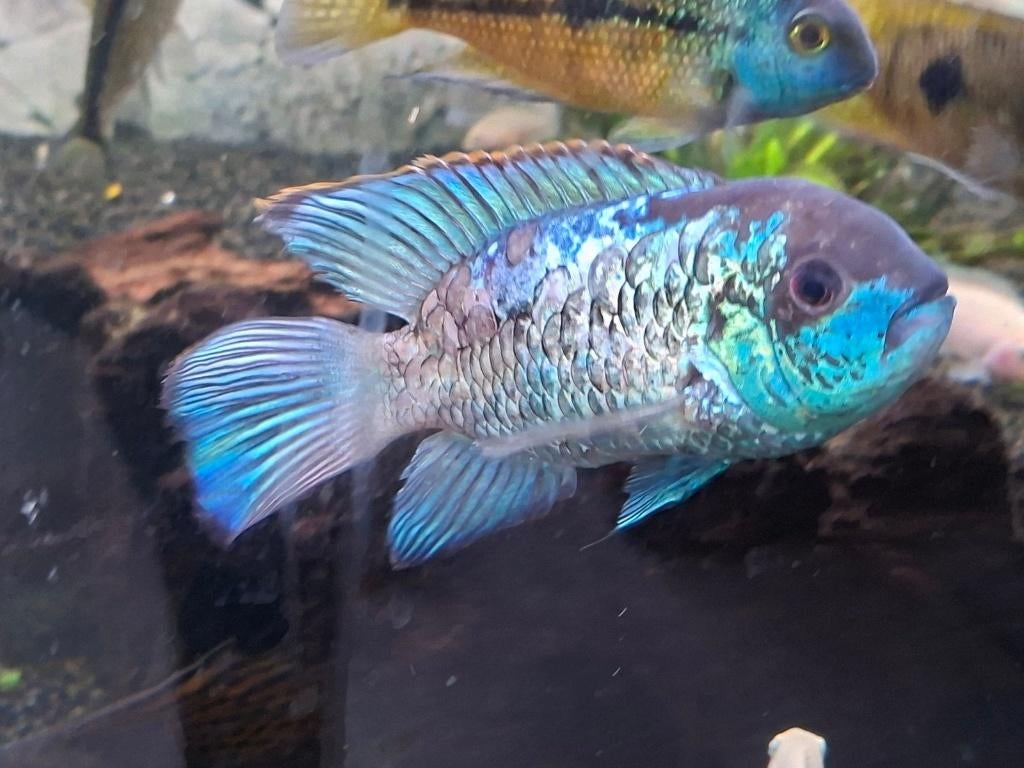 Maxi Electric blue acara (andinoacara pulcher var electric), Poisson, Poisson d'eau douce