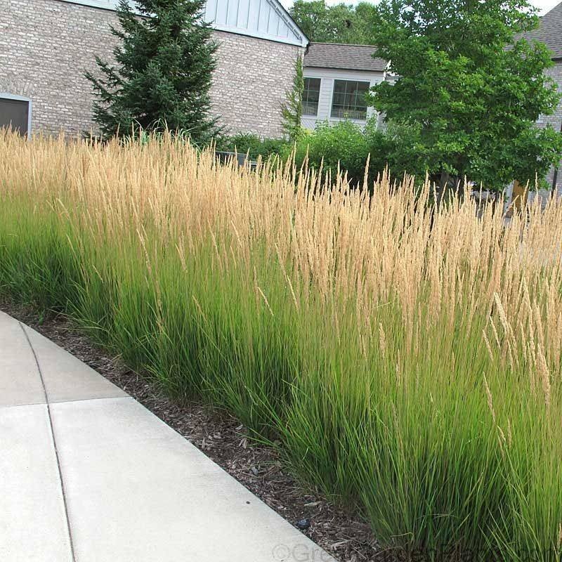 Calamagrostis 'Karl Foster', Enlèvement, Plante fixe, Graminées ornementales, Plein soleil