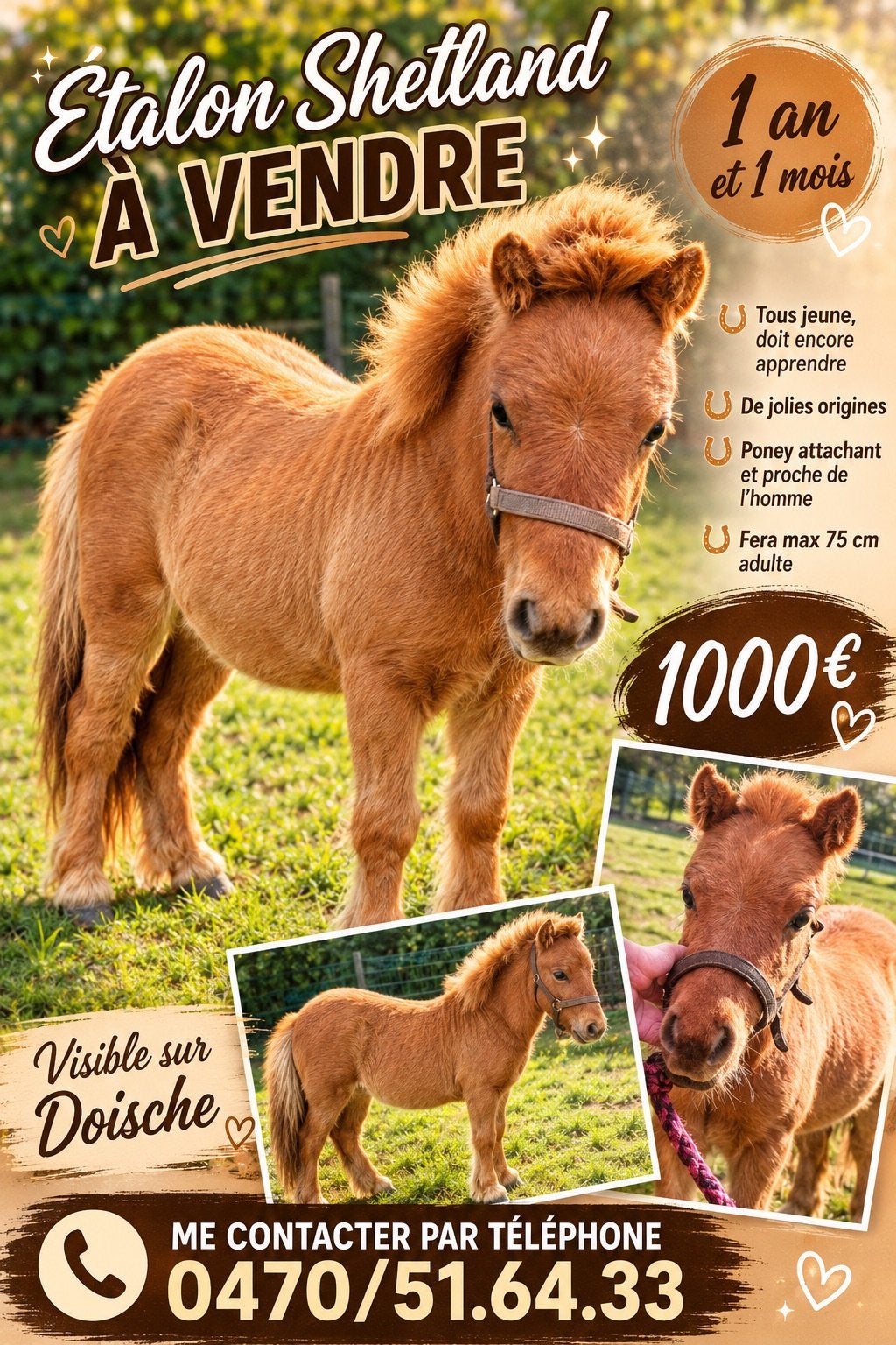 Poulain de un an à vendre, Enlèvement, Comme neuf