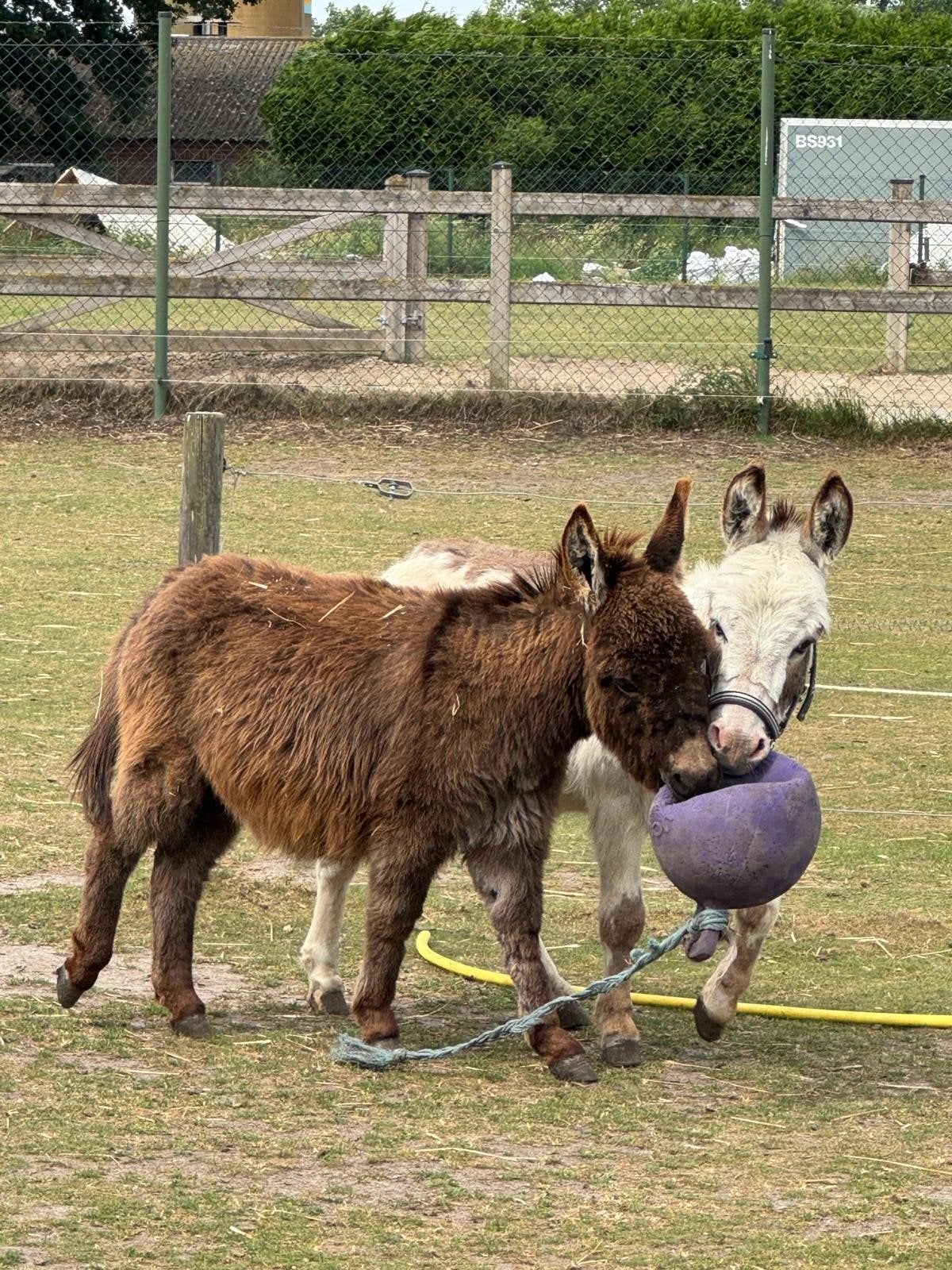 mini ezeltjes, Animaux & Accessoires, Chevaux, Jument