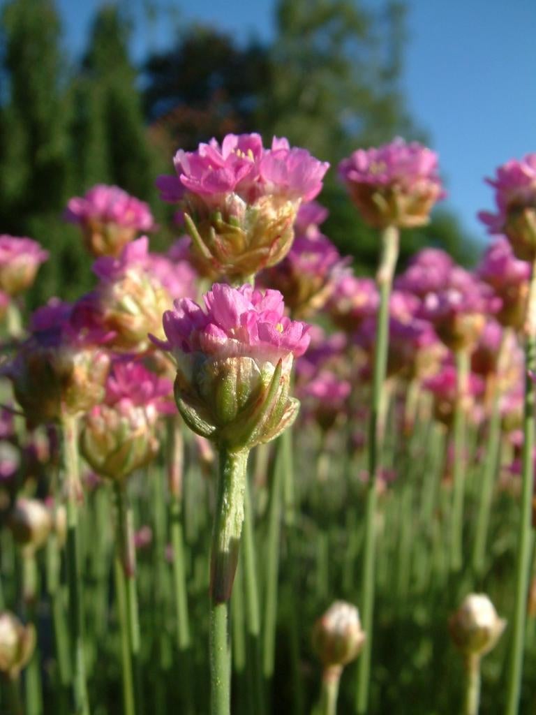 Graines de graminées anglaises, Armeria maritima, Envoi