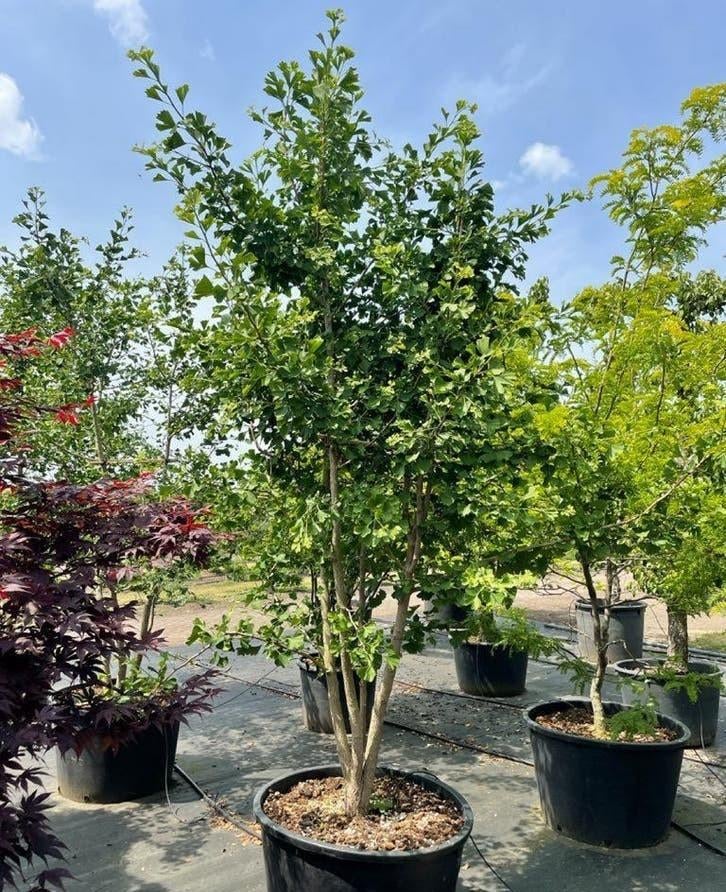 Krentenboom struik | Meerstammige sierbomen en heesters, Ophalen of Verzenden