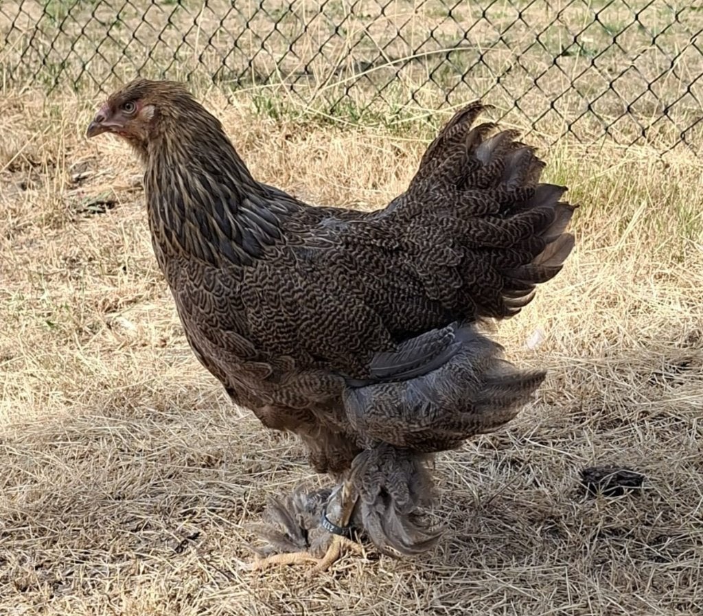 Brahma blauwpatrijs hennentje, Dieren en Toebehoren, Pluimvee, Vrouwelijk, Kip