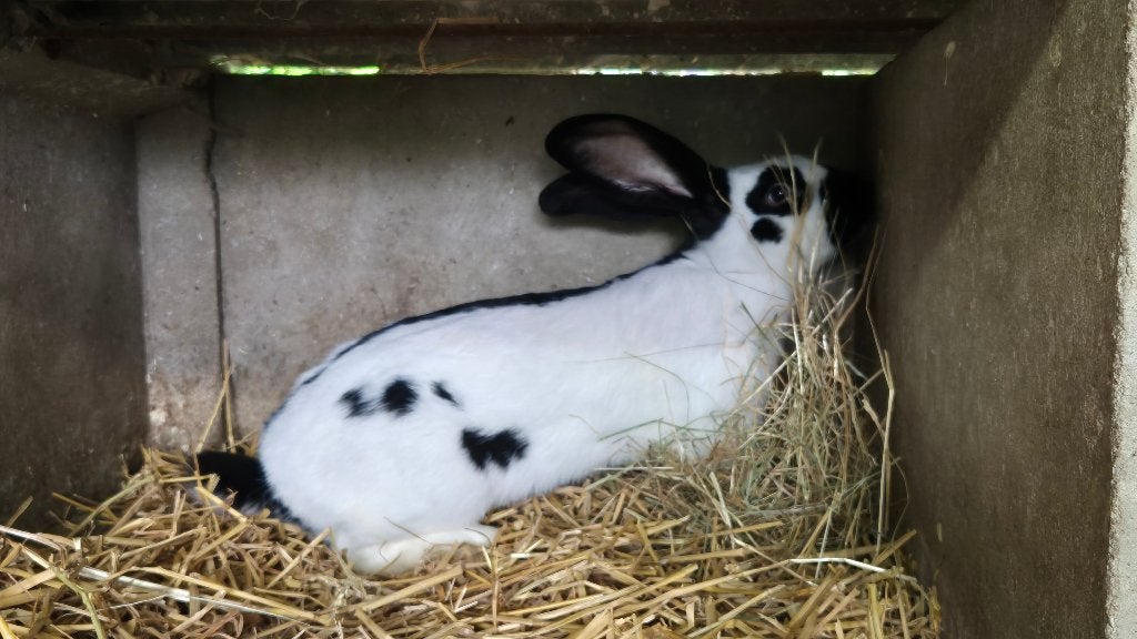 Reuzevlinder, Mâle, Grand, 0 à 2 ans