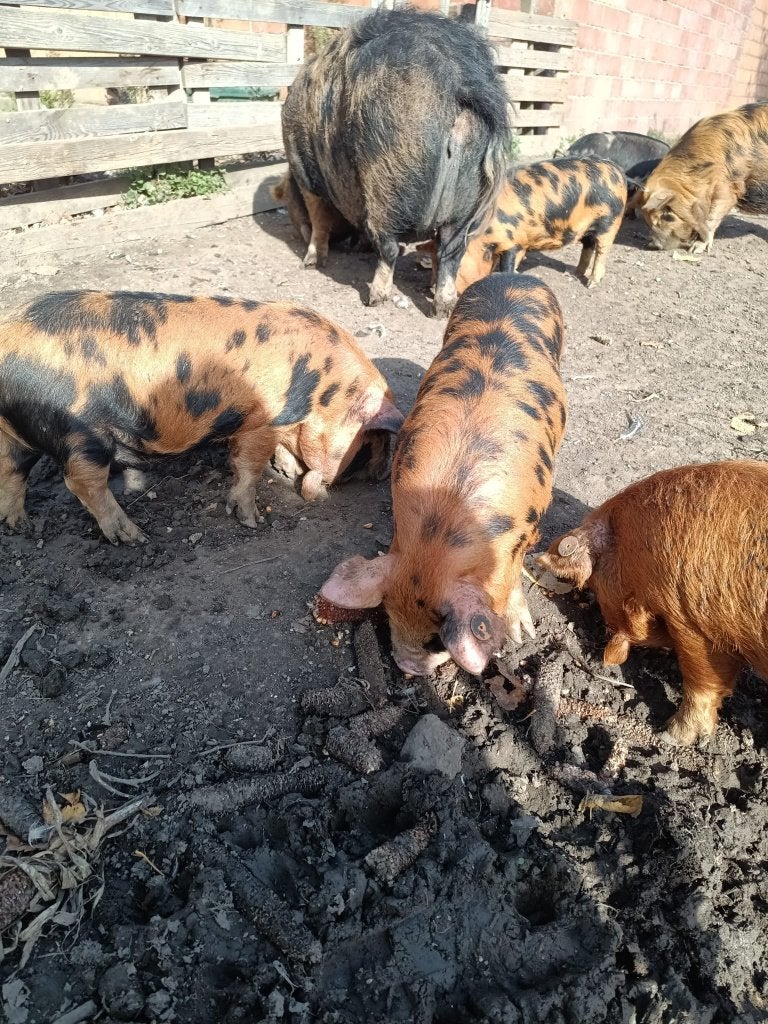 Kune kune, Animaux & Accessoires, Enlèvement, Neuf