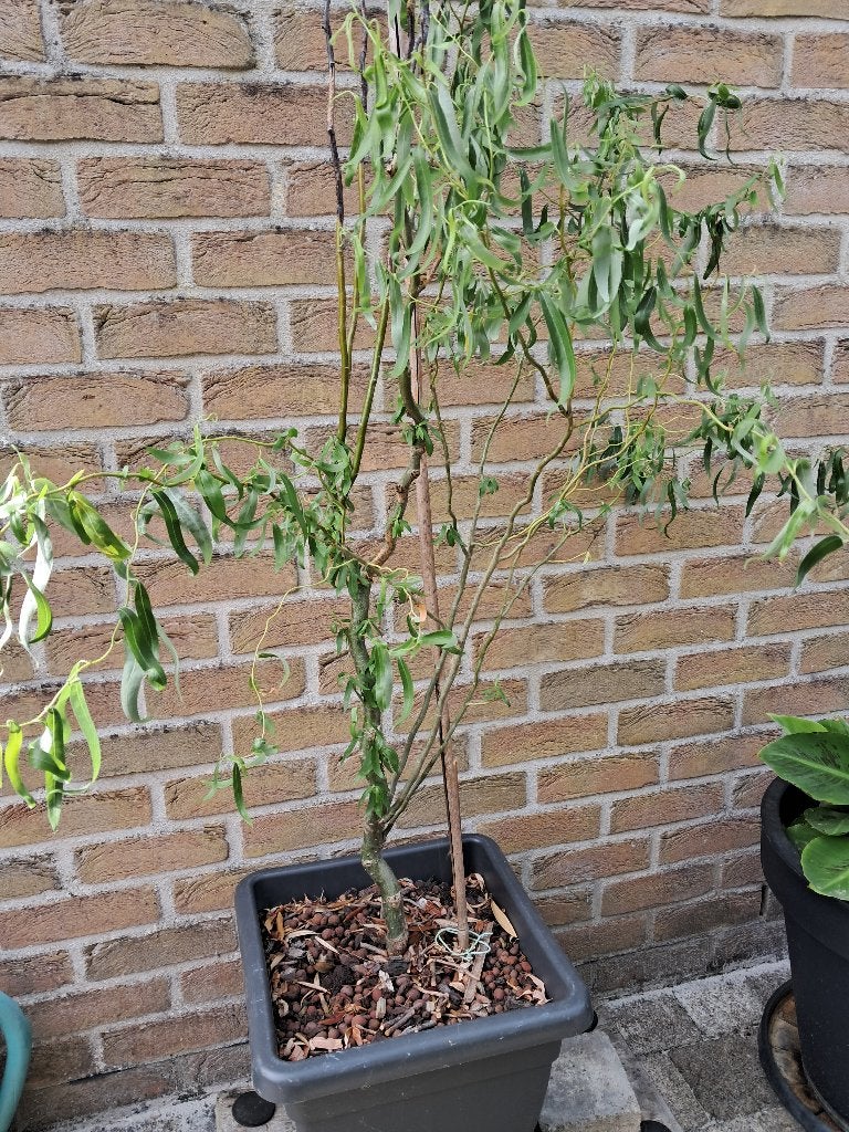 Jonge Krul wilg (zie foto's), Ophalen, Halfschaduw, Treurboom, 100 tot 250 cm