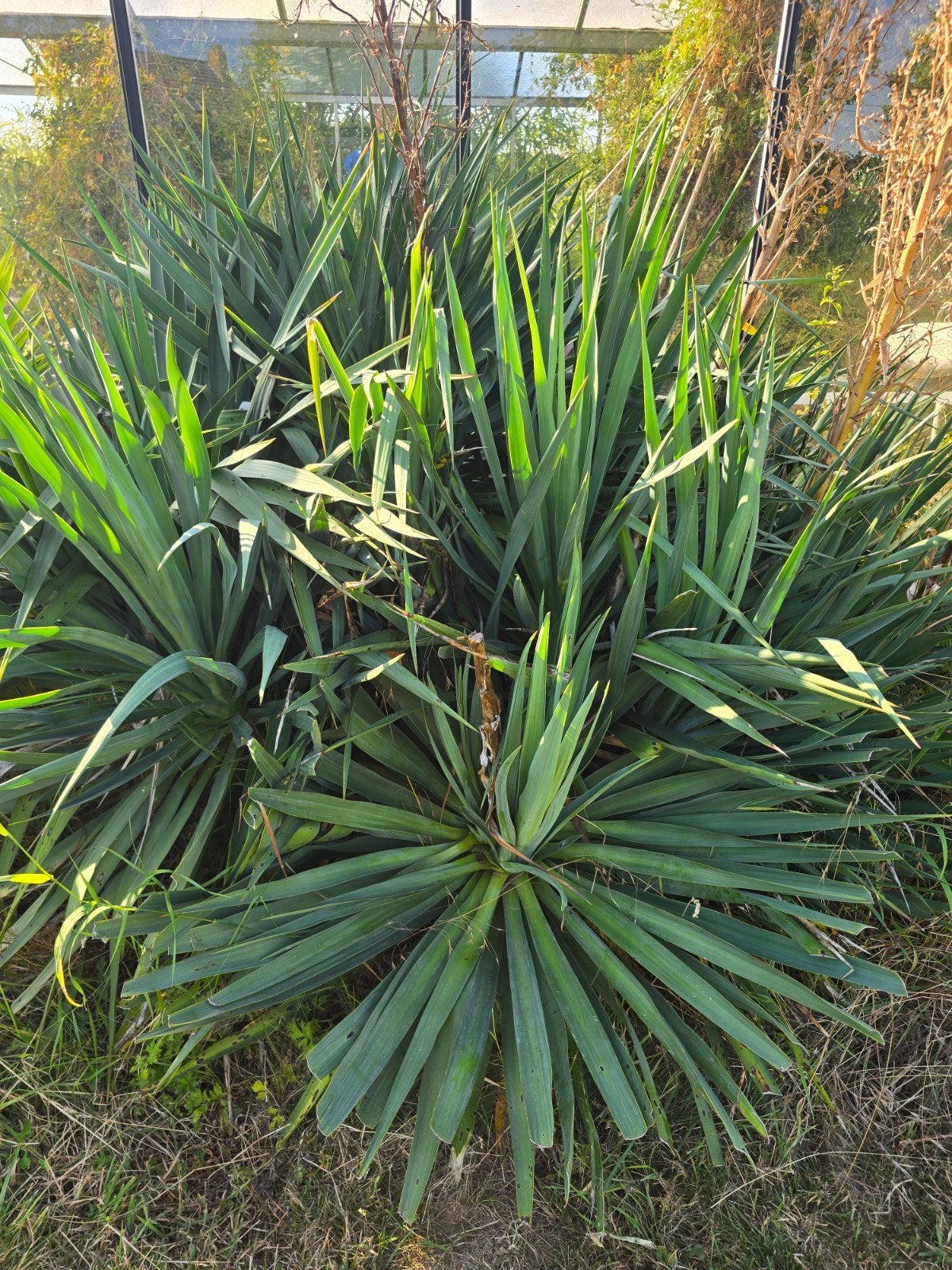 Yucca, Tuin en Terras, Bloembollen en Zaden