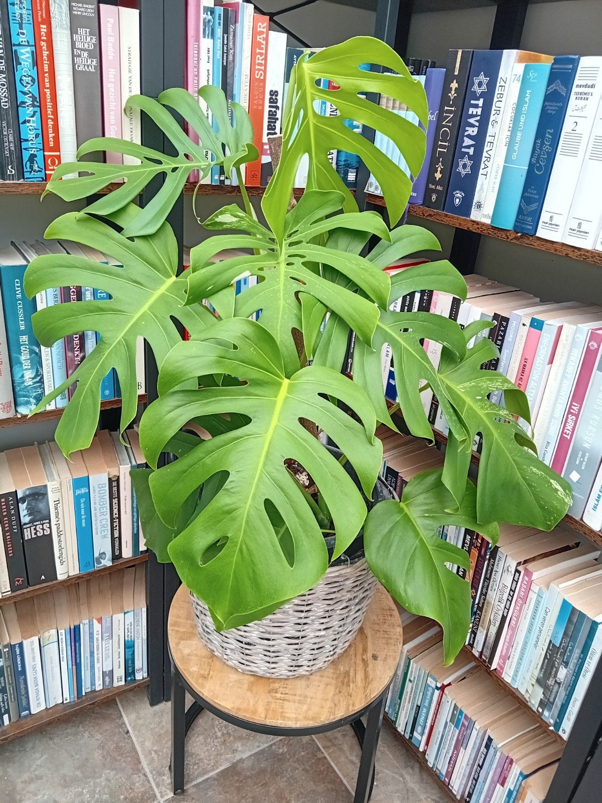 Monstera Albo Variegata, Enlèvement