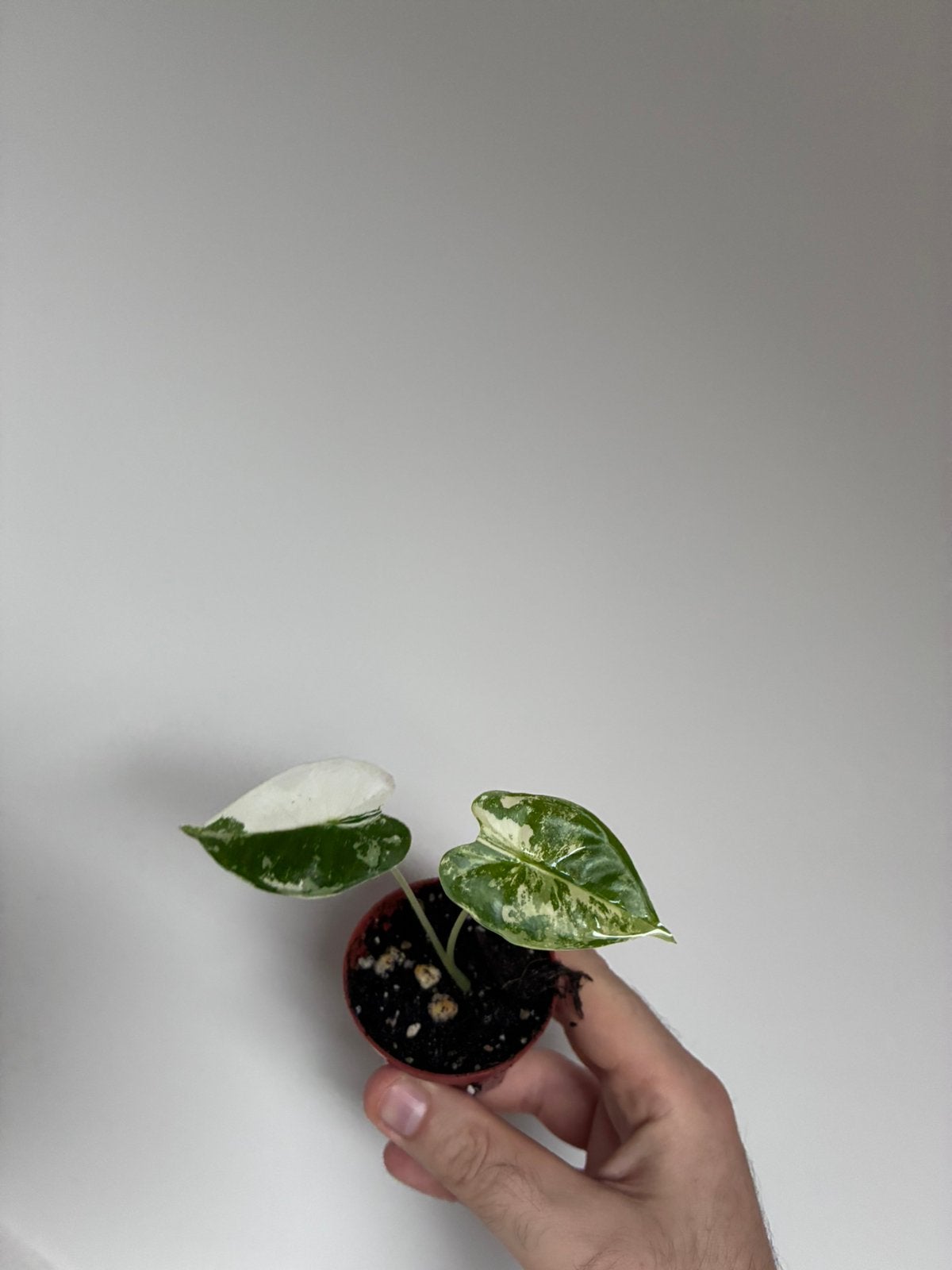 Alocasia frydek variegata, Enlèvement