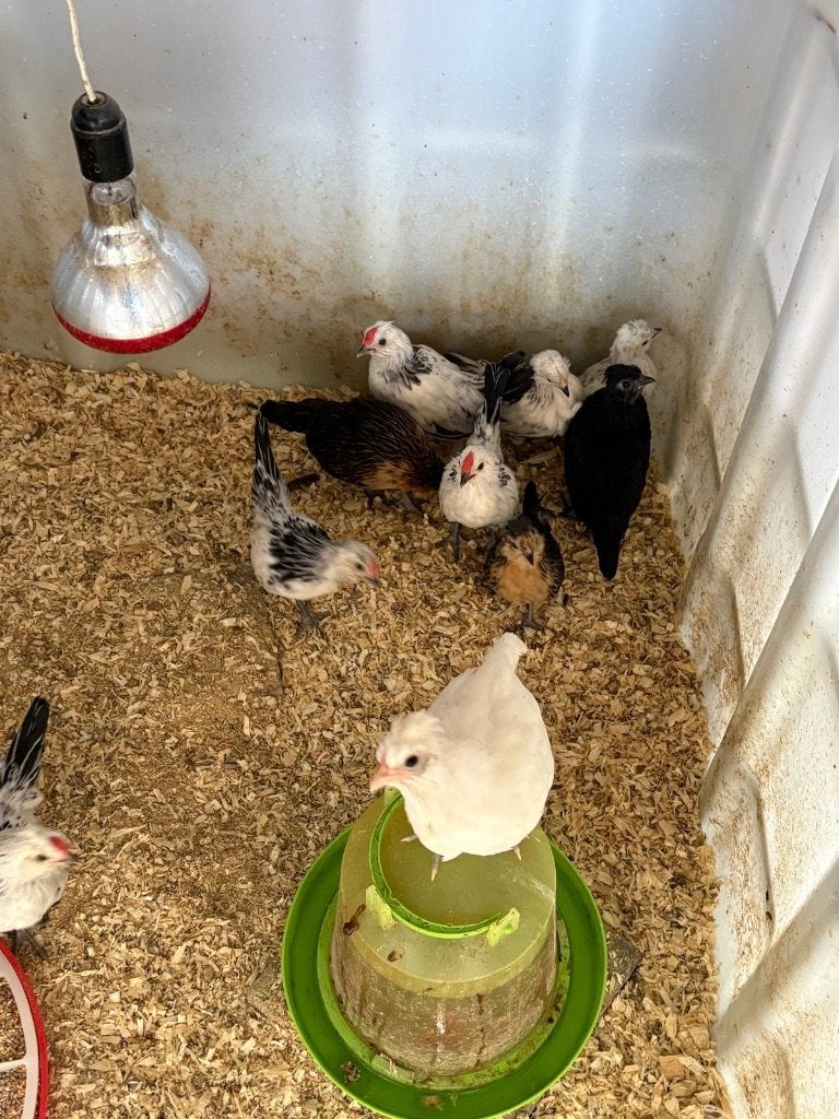 Baardkrielen, Plusieurs animaux, Poule ou poulet