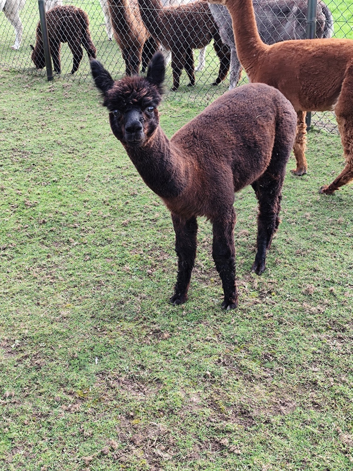 Prachtige alpaca hengstjes van 2025, Dieren en Toebehoren, Augustus, Mannelijk