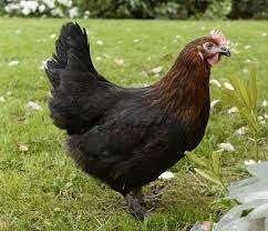 purs marans aux pattes à plumes 6 mois, Animaux & Accessoires, Femelle, Poule ou poulet