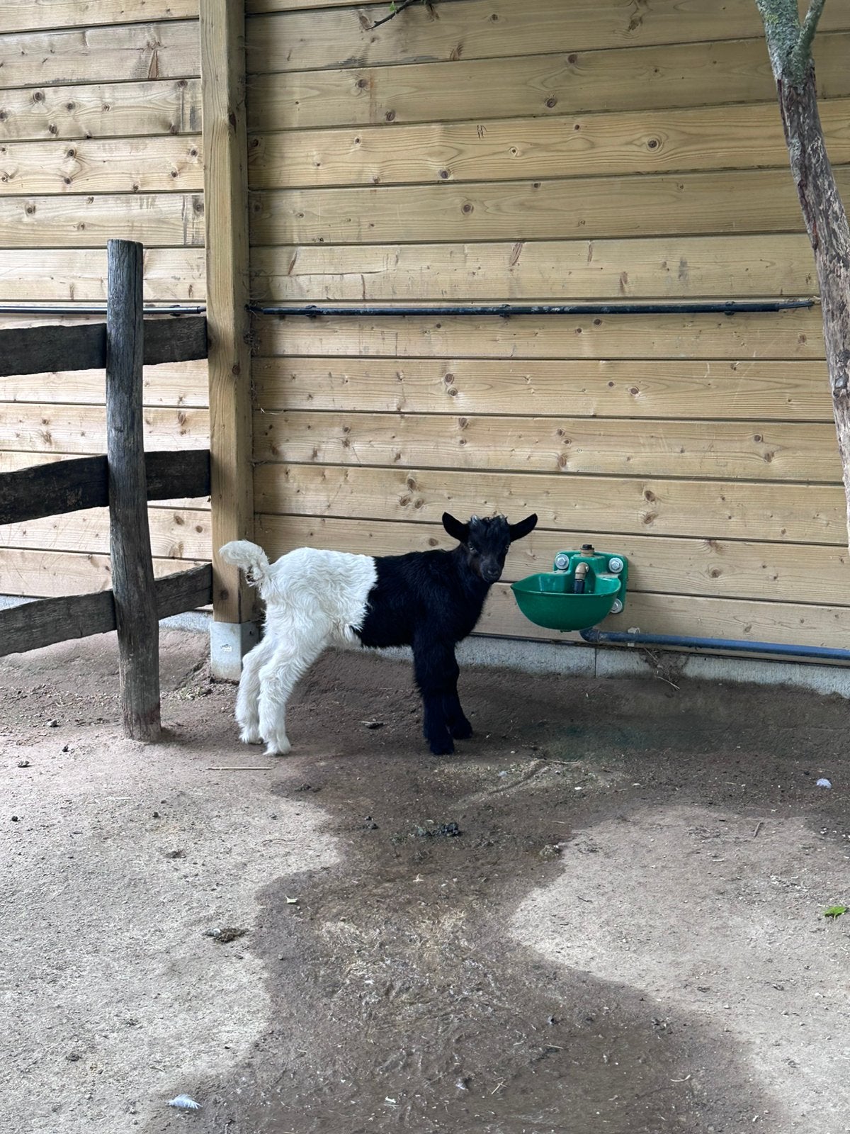 2 chèvres wallonnes, chèvres, Animaux & Accessoires, Moutons, Chèvres & Cochons, Chèvre, Mâle, 0 à 2 ans