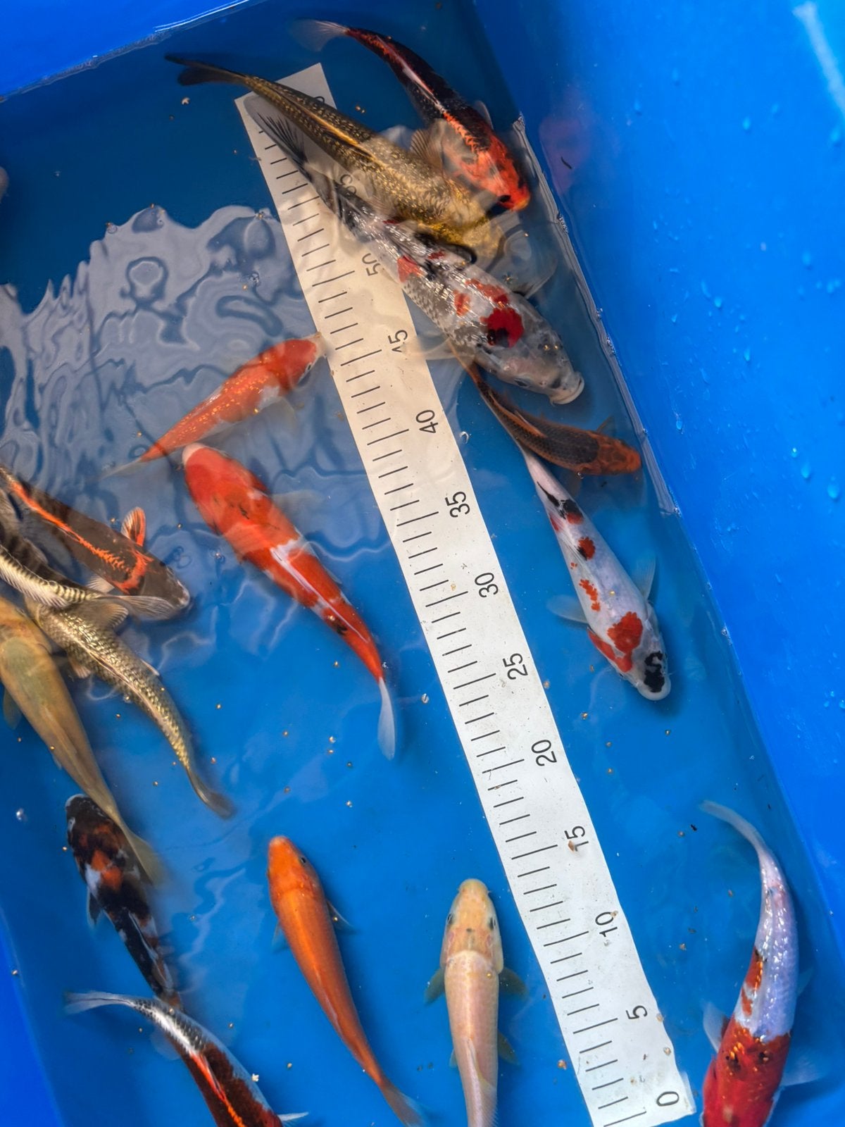 Dit weekend zijn we terug open met korting, Karper of Koi