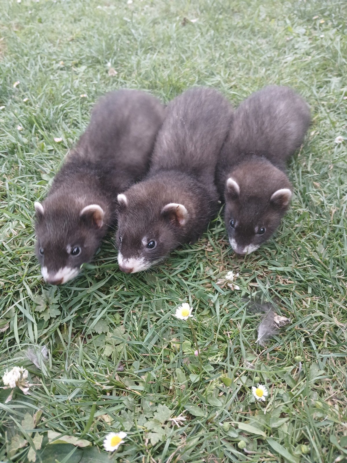 Furets, putois, Animaux & Accessoires, Mai, Femelle, Furet