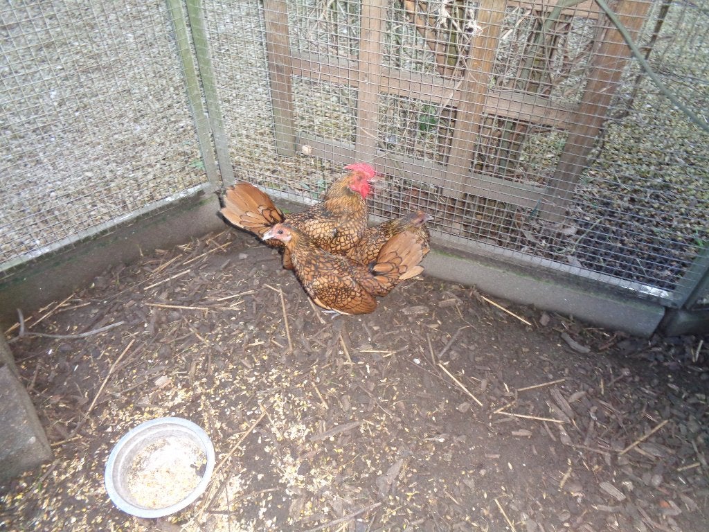 kippen : Sebright, Dieren en Toebehoren, Meerdere dieren, Kip