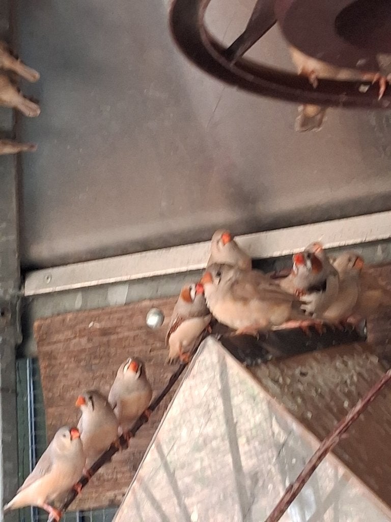 TE KOOP:JONGE ZEBRAVINKEN, Animaux & Accessoires, Plusieurs animaux