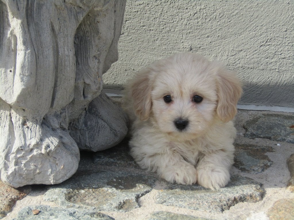 Maltipoo puppy's, Dieren en Toebehoren, België, CDV (hondenziekte), 8 tot 15 weken, Meerdere