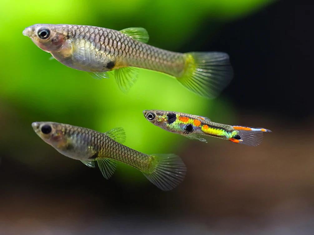 Endler Guppy, Enlèvement