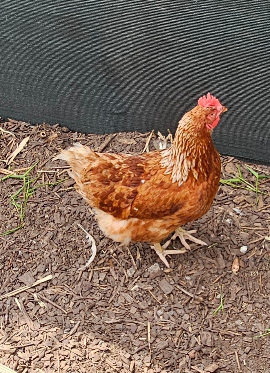 15 bruine legkippen, Dieren en Toebehoren, Vrouwelijk, Kip