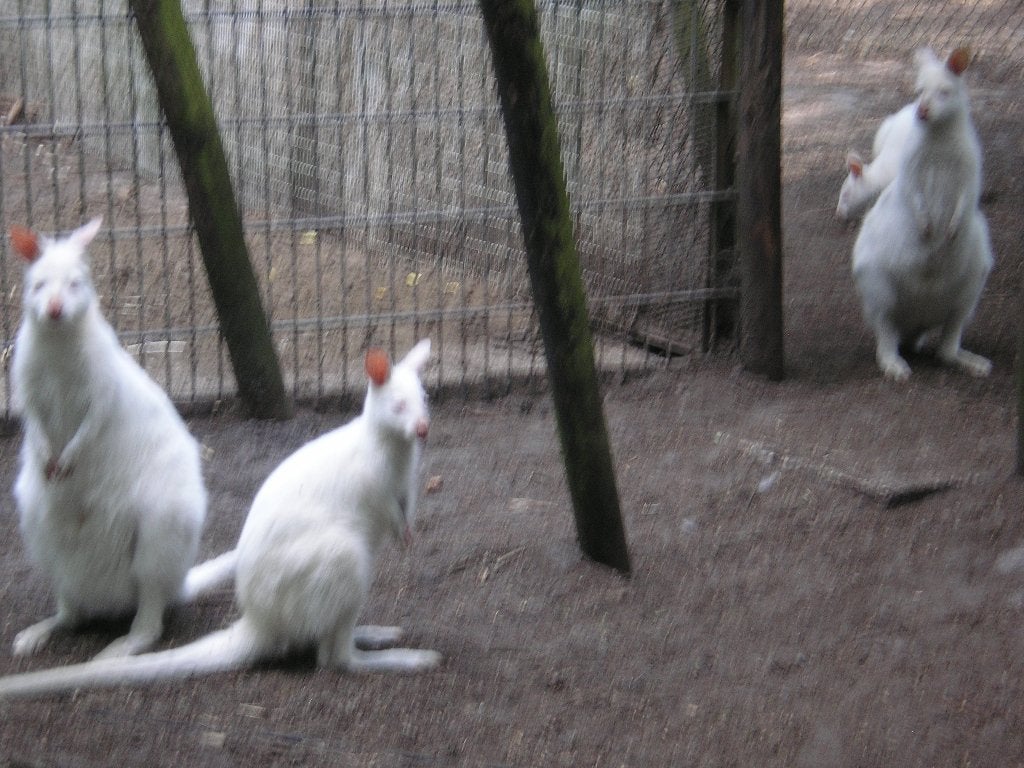 witte wallaby kangoeroe, Dieren en Toebehoren, Overige Dieren, Maart, Mannelijk