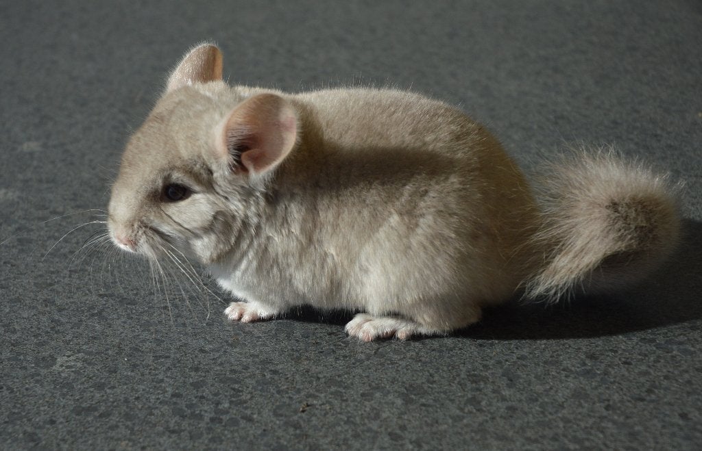 chinchilla jonge bokjes direct beschikbaar, Animaux & Accessoires, Rongeurs, Chinchilla, Mâle, Domestique, Mai