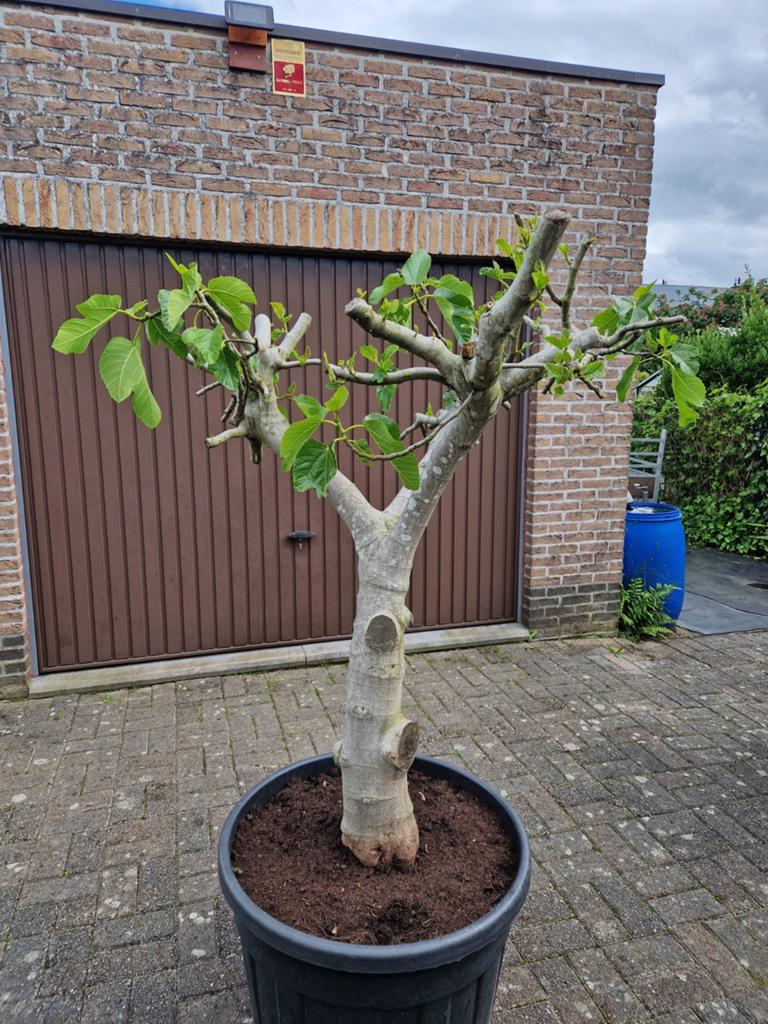Dikke vijgenboom Brown Turkye in pot te koop., Ophalen, In pot