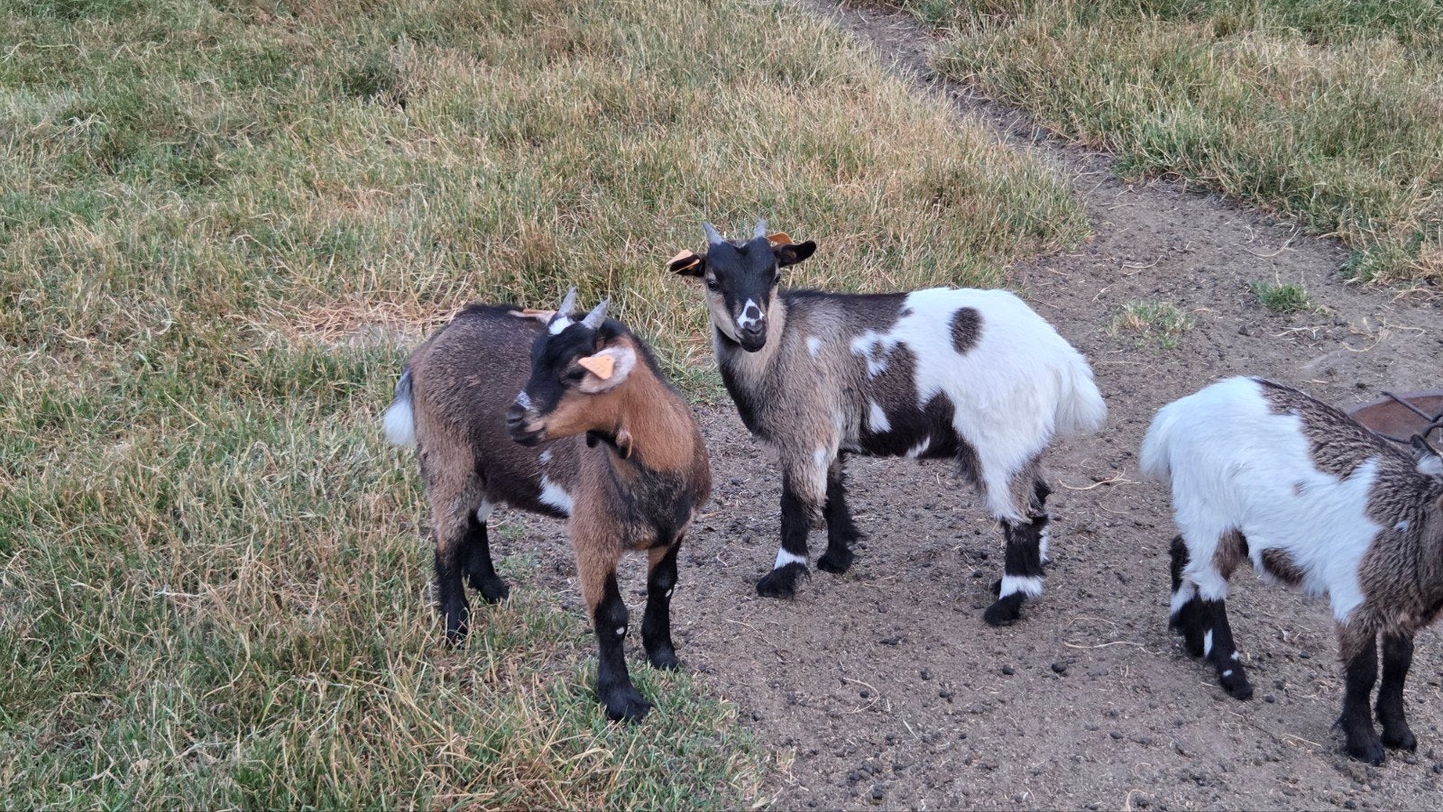 dwerggeitlammetjes miekes, gecastreerde bokjes