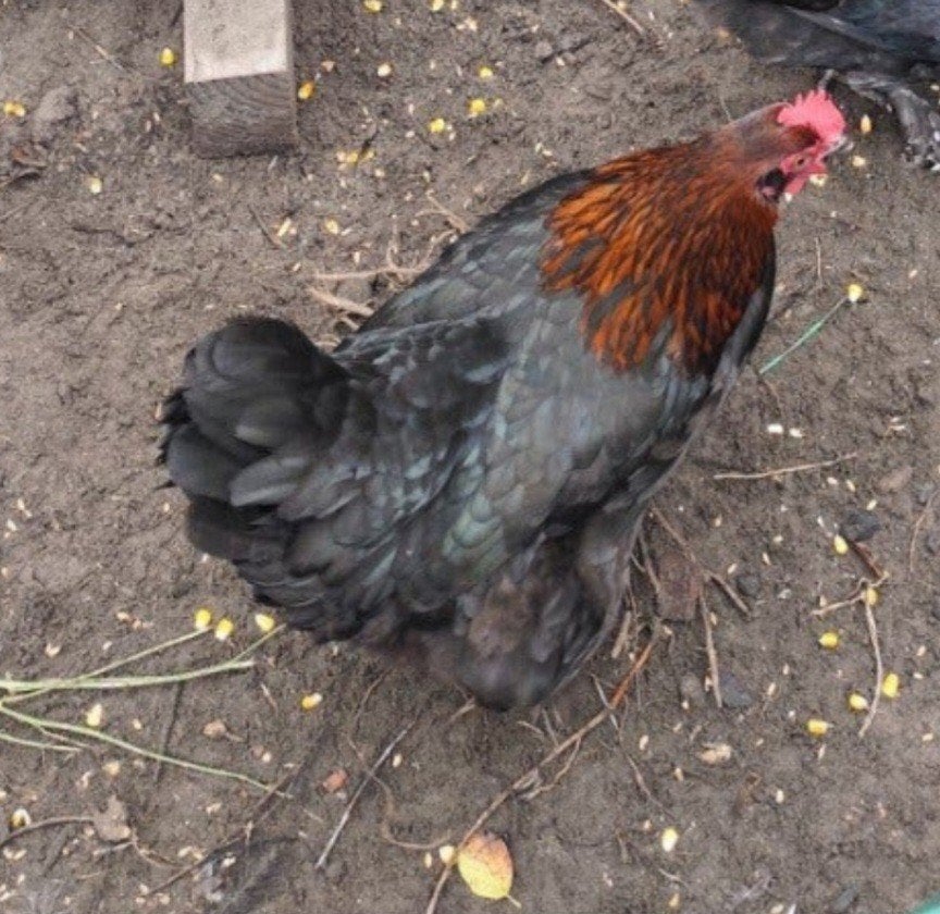 marans henetjes, Animaux & Accessoires