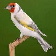 Mayor putter agaat/ witkop, Wildzangvogel, Geringd